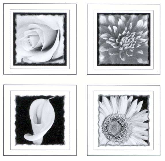 black and white backgrounds flowers. lack and white flowers
